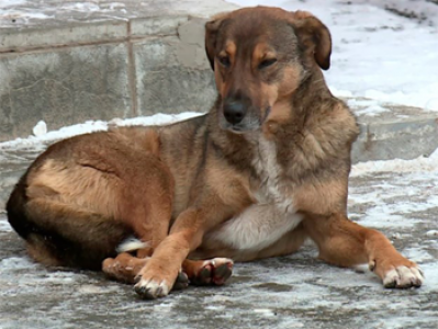 Об ответственном обращении с животными и о внесении изменений в отдельные законодательные акты Российской Федерации